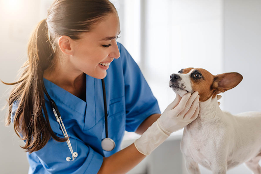 Wie ein Tierarzt Ihnen hilft, die Gesundheit Ihres Haustiers zu erhalten