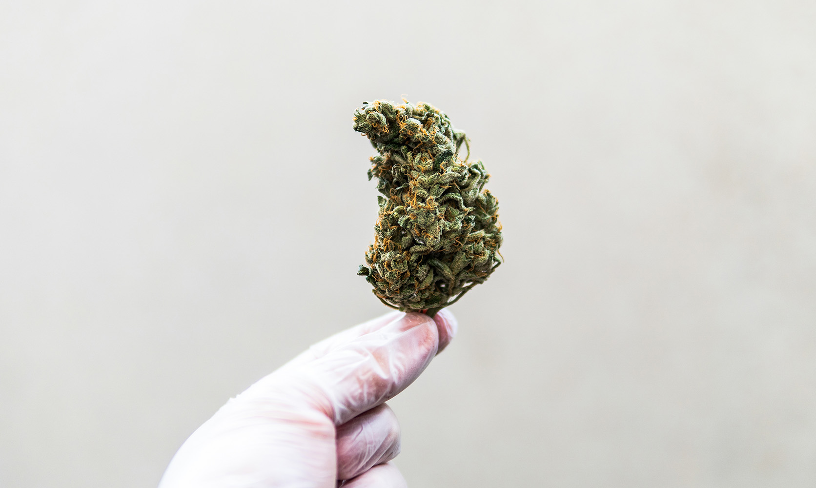 Perfekt für Indoor- und Outdoor-Grow – Hanfsamen bestellen leicht gemacht