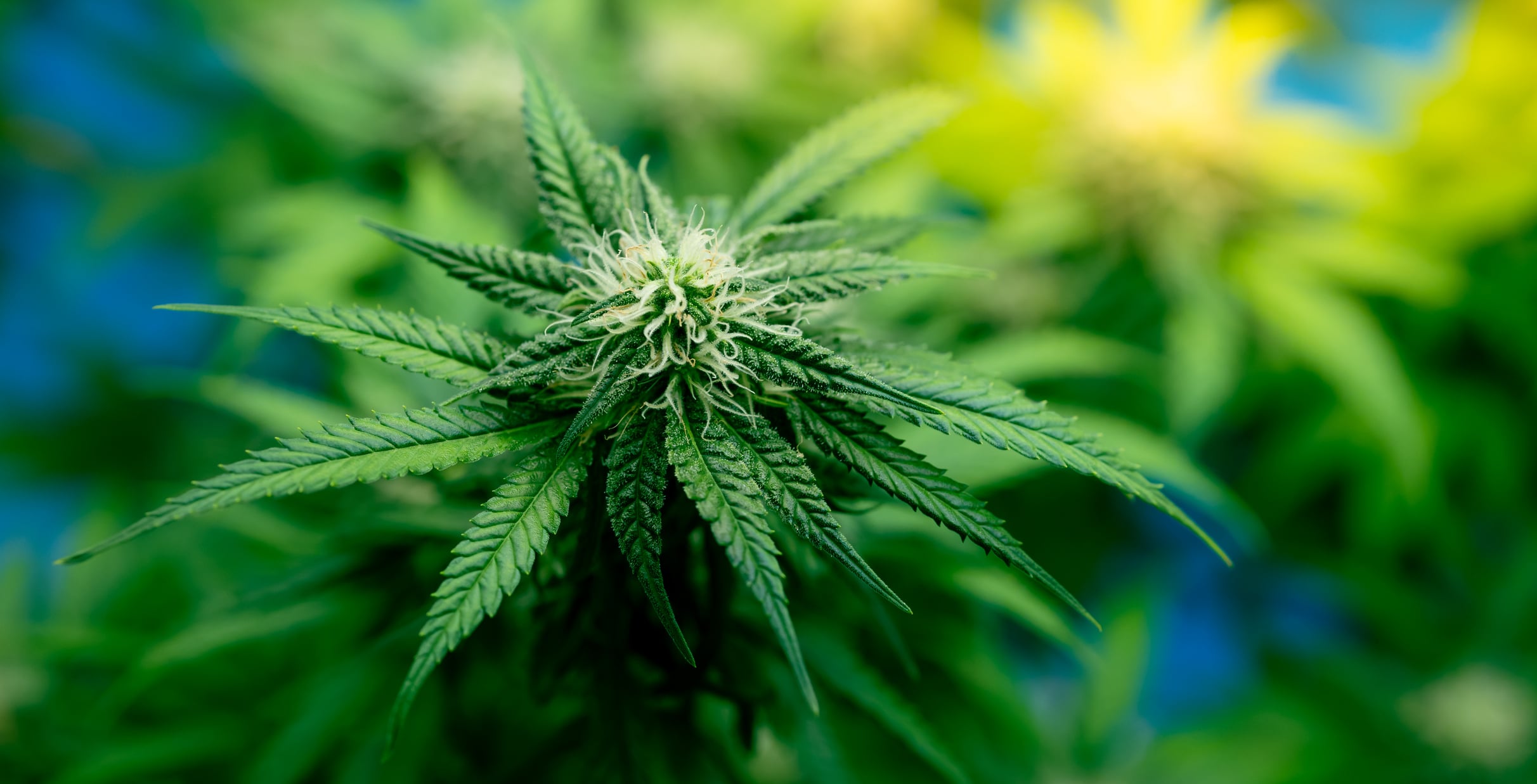 CBD Blüten Bestellen – Wie du die besten Blüten direkt nach Hause bekommst